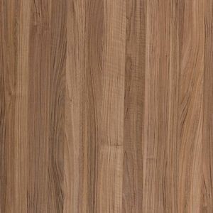 WUTEH Dąb Amerykański